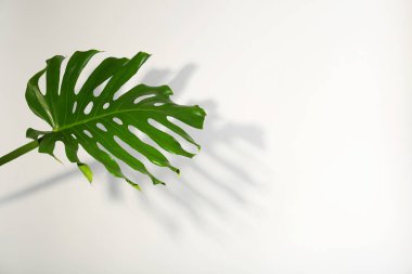 Açık renkli taze tropikal monstera yaprağı