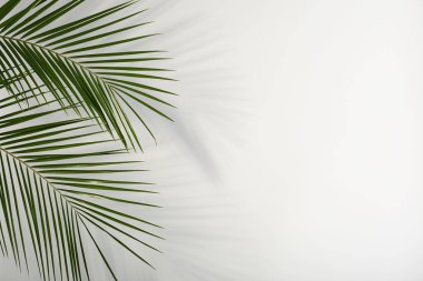 Açık renkli taze tropikal hurma yaprağı