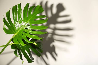 Açık renkli taze tropikal monstera yaprağı