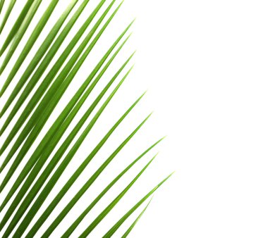 Beyaz arka plan, üstten görünüm taze tropikal hurma yaprağı