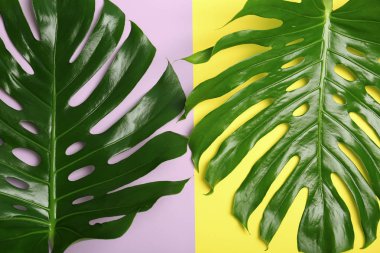 Taze tropikal monstera renk arka planda, üstten görünüm bırakır