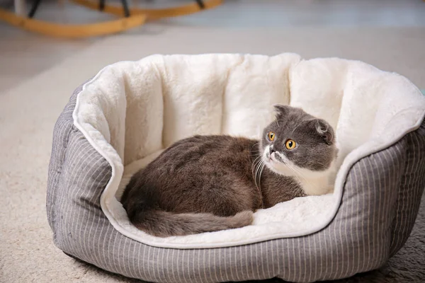 Niedliche Katze Ruht Auf Haustierbett Hause — Stockfoto