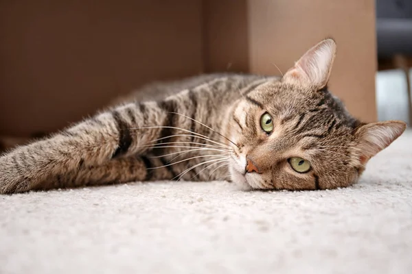 Gato Bonito Descansando Depois Brincar Com Caixa Papelão Casa — Fotografia de Stock