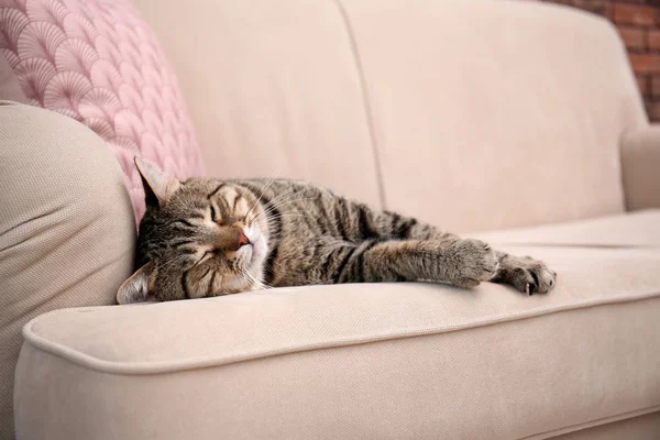 可爱的猫咪在家里的沙发上休息 — 图库照片