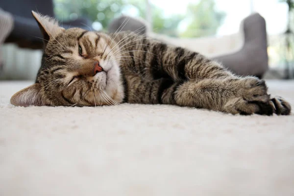 自宅のカーペットの上に休んでいるかわいい猫 — ストック写真