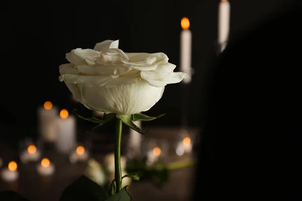 Мбаппе Белая Роза Размытом Фоне Похоронный Символ — стоковое фото