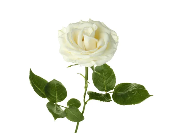 Belle Rose Fraîche Sur Fond Blanc Symbole Funéraire — Photo