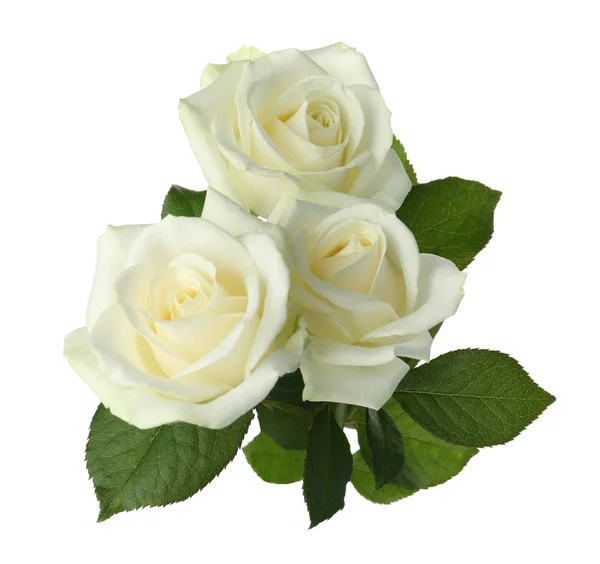 Прекрасні Свіжі Троянди Білому Тлі Похоронний Символ — стокове фото