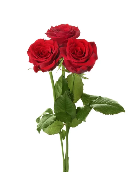 Hermosas Rosas Rojas Sobre Fondo Blanco Símbolo Funerario —  Fotos de Stock