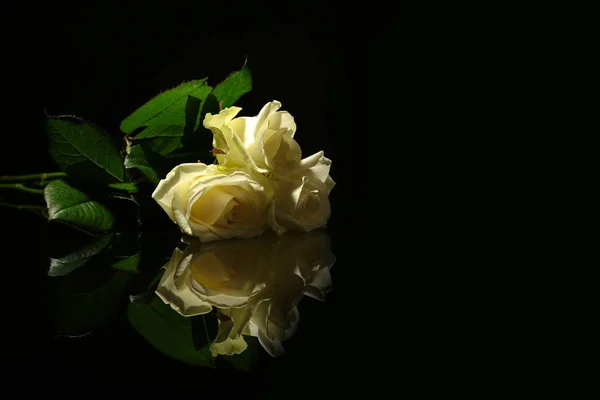 Schöne Weiße Rosen Auf Schwarzem Hintergrund Begräbnissymbol — Stockfoto