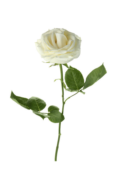 Свежая роза на белом фоне. Похоронный символ
