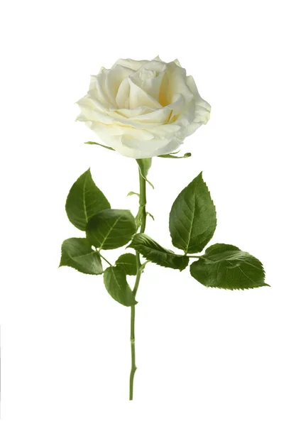 Schöne Frische Rose Auf Weißem Hintergrund Begräbnissymbol — Stockfoto