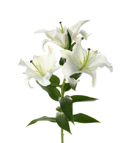 Beautiful Lilies White Background Funeral Flowers — Stock Photo, Image