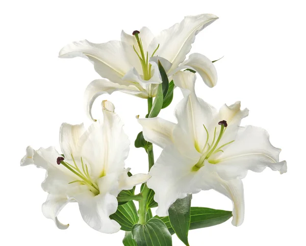 Beautiful Lilies White Background Funeral Flowers — Stock Photo, Image