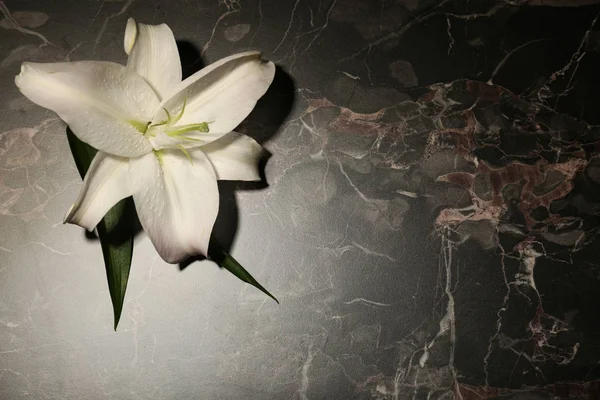 Güzel Lily Karanlık Mermer Zemin Üzerine Metin Için Yer Cenaze — Stok fotoğraf