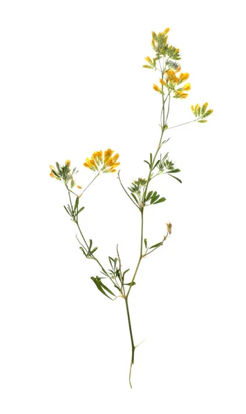 Gedroogde Weide Bloemen Witte Achtergrond Bovenaanzicht — Stockfoto