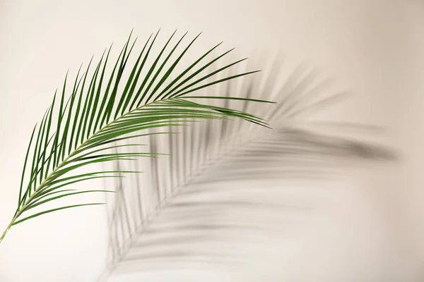 Fresh tropical date palm leaf on light background