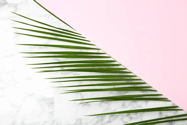 Composition with tropical date palm leaves on marble background, top view