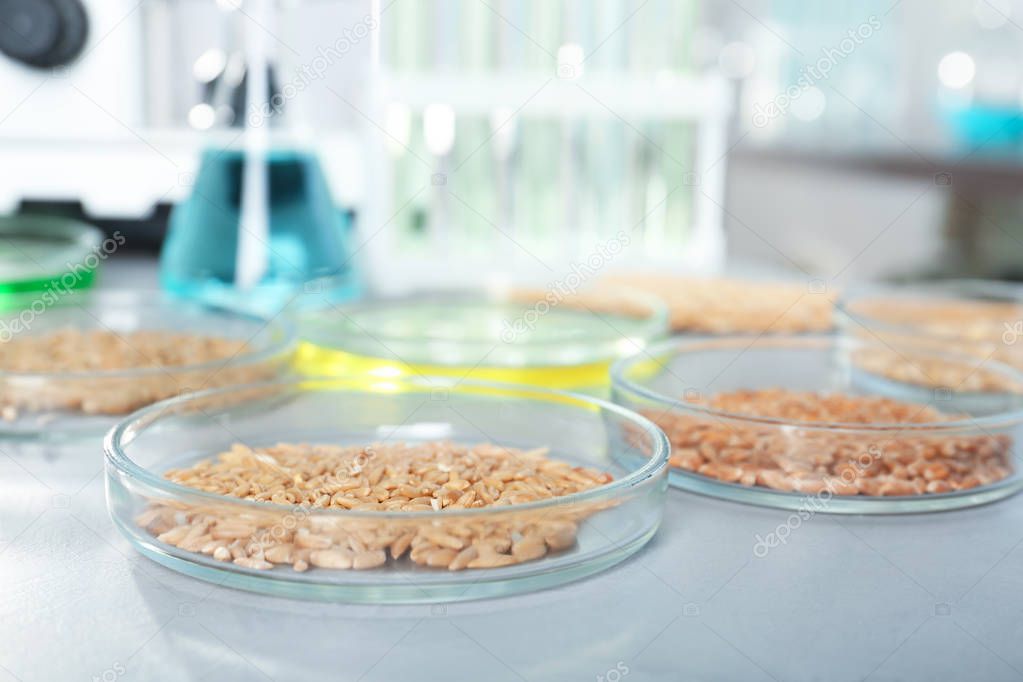 Petri dishes with cereal grains on table in laboratory. Chemical laboratory