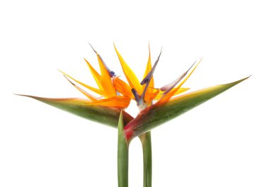 Beyaz arka plan üzerinde cennet kuşu güzel çiçekler. Tropikal bitki