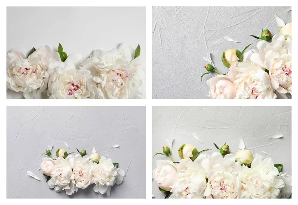 Set Con Hermosas Flores Peonía Sobre Fondo Gris —  Fotos de Stock