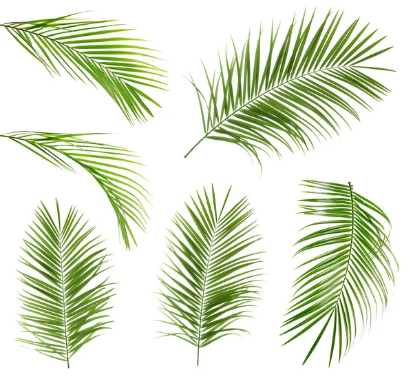 Conjunto Com Folhas Palmeira Sago Tropicais Fundo Branco — Fotografia de Stock