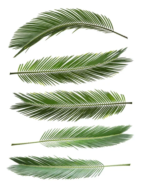 Set Frunze Tropicale Palmier Sago Fundal Alb — Fotografie, imagine de stoc