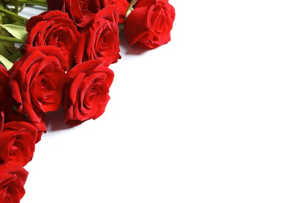 Beautiful Red Rose Flowers White Background — Stock Photo, Image