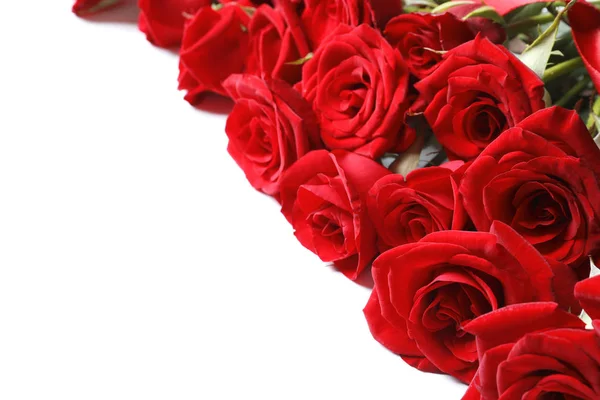 Beautiful Red Rose Flowers White Background — Stock Photo, Image