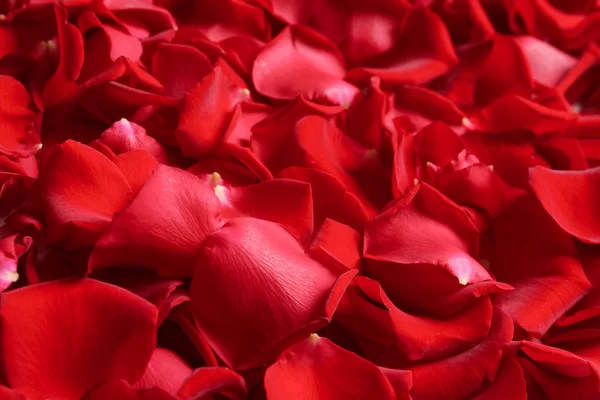 Красивые Красные Лепестки Роз Качестве Фона Крупным Планом — стоковое фото