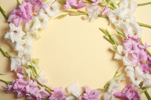 Plat Lag Samenstelling Met Mooie Gladiolen Bloemen Kleur Achtergrond — Stockfoto