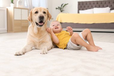 Adorable sarı labrador geri almak ve küçük çocuk evde