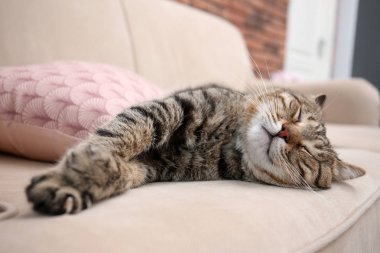 Şirin kedi evde koltukta dinleniyor