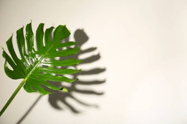 Açık renkli taze tropikal monstera yaprağı