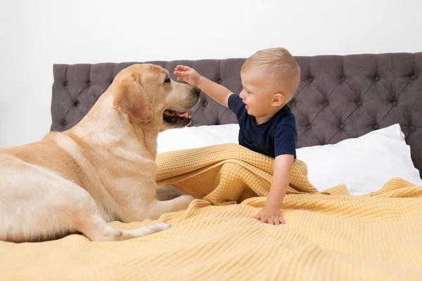 Bedårande Gula Labrador Retriever Och Liten Pojke Sängen Hemma — Stockfoto