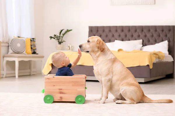 Pequeño Niño Jugando Con Adorable Labrador Amarillo Retriever Casa — Foto de Stock