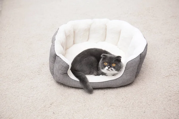 Gato Bonito Descansando Cama Estimação Casa — Fotografia de Stock