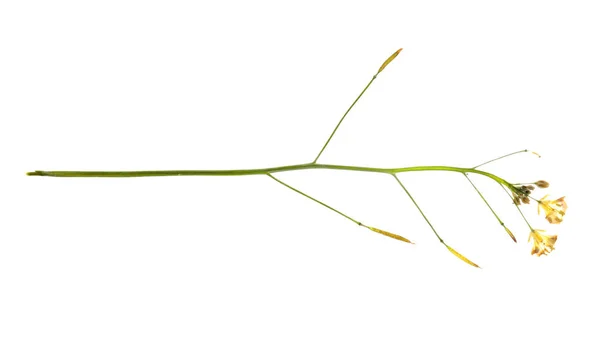 Висушена Лугова Квітка Білому Тлі Вид Зверху — стокове фото