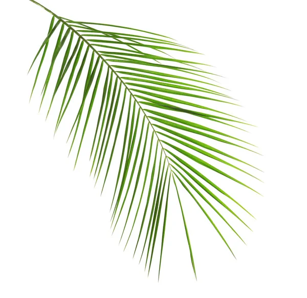 Verse Tropische Dadelpalm Leaf Witte Achtergrond — Stockfoto