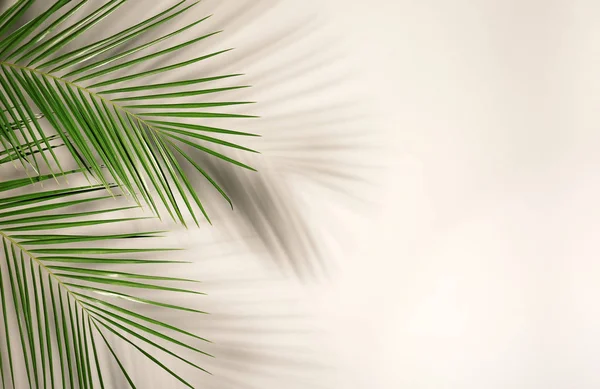 Čerstvé Tropické Datum Palmový List Světlé Pozadí — Stock fotografie