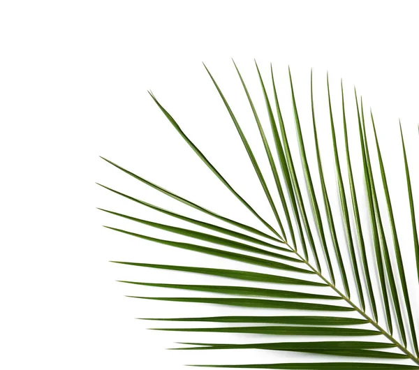 Folha Palmeira Data Tropical Fresca Fundo Branco Vista Superior — Fotografia de Stock