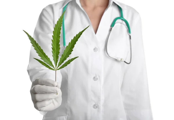 Doctor Holding Fresh Hemp Leaf White Background Closeup — Stock Photo, Image