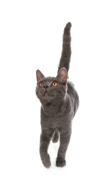 Adorabile Gatto Shorthair Grigio Britannico Sfondo Bianco — Foto Stock