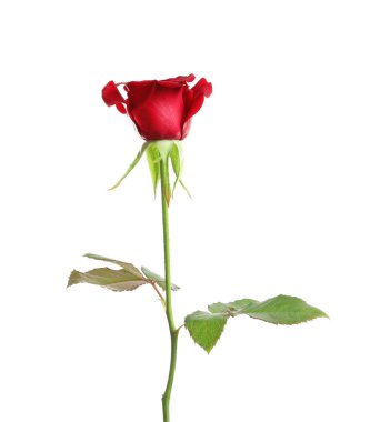 Beyaz zemin üzerine kırmızı uzun sap gül