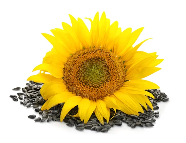 Schöne Sonnenblumen Und Samen Auf Weißem Hintergrund — Stockfoto