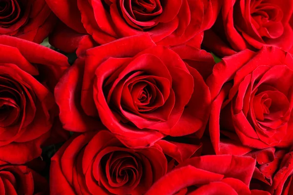 Beautiful Red Rose Flowers Background Closeup — Stock Photo, Image