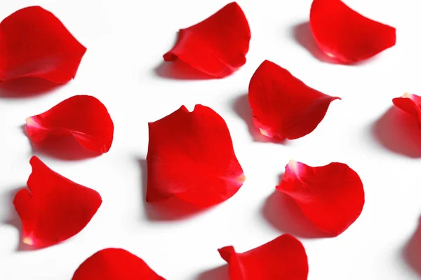 Red Rose Petals White Background Top View Stock Photo by ©NewAfrica  205709180