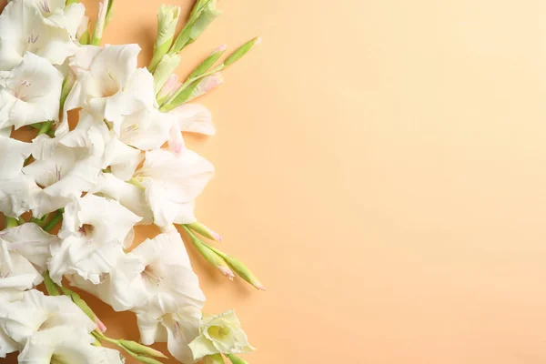 Composición Plana Con Hermosas Flores Gladiolo Sobre Fondo Color — Foto de Stock