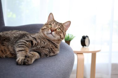 Şirin kedi evde koltukta dinleniyor
