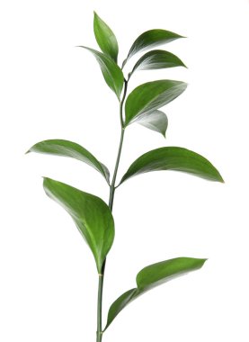 Beyaz arka plan üzerinde Ruscus dal taze yeşil yaprakları